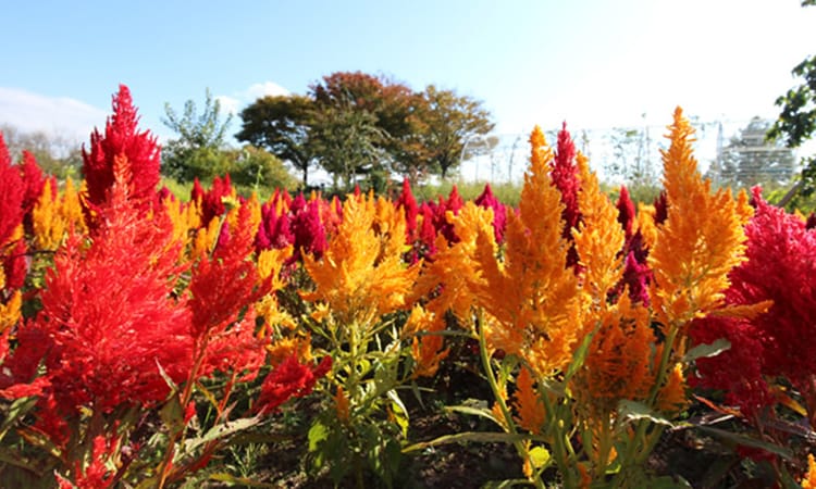 ガーデンフォトギャラリー11