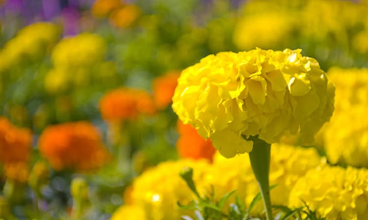 ガーデンフォトギャラリー12