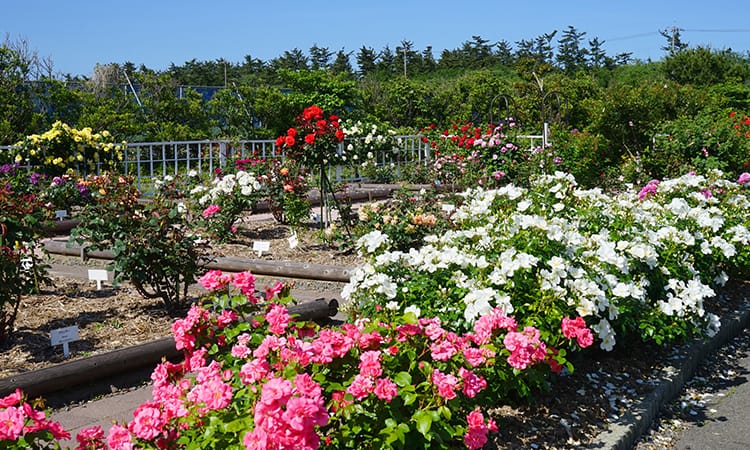 ガーデンフォトギャラリー2