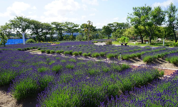 ガーデンフォトギャラリー3