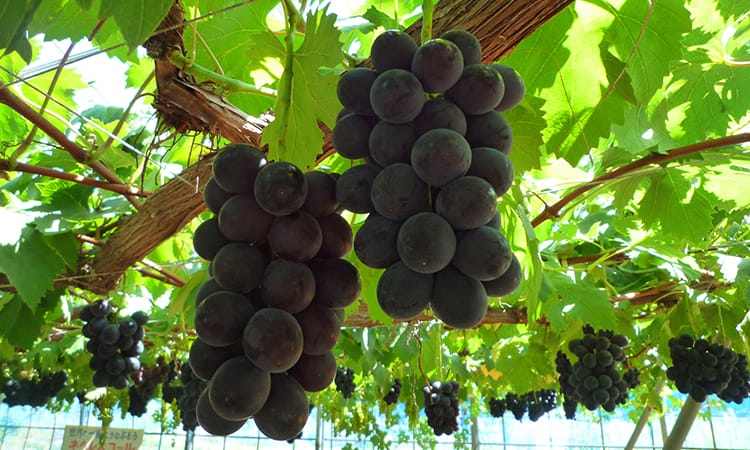 ガーデンフォトギャラリー6