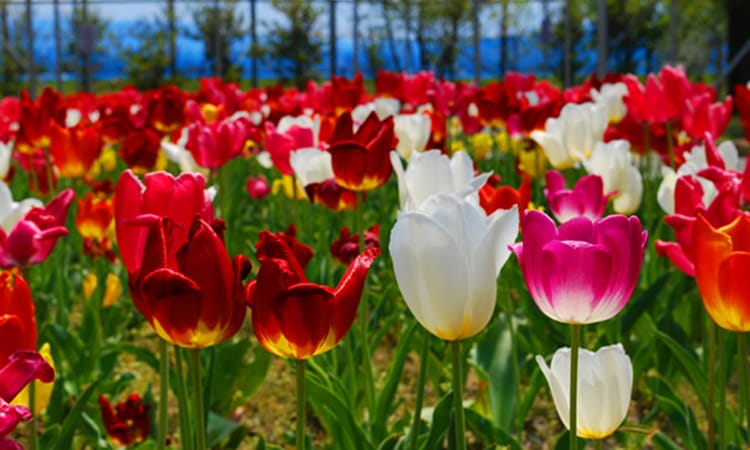 ガーデンフォトギャラリー7