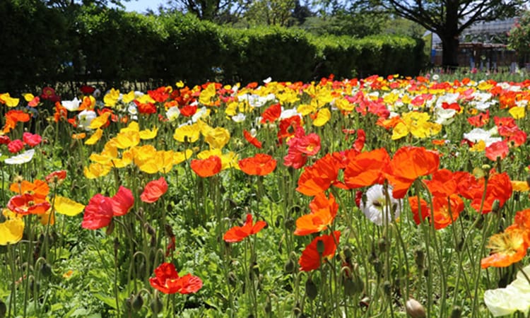 ガーデンフォトギャラリー8