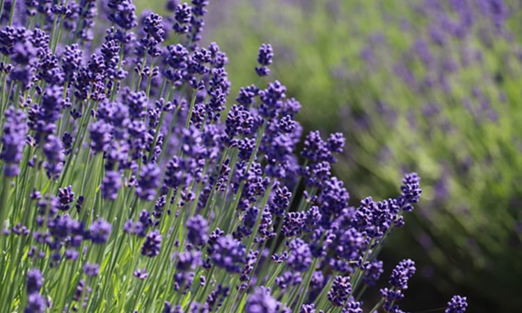 ガーデンフォトギャラリー9